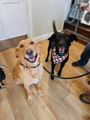 Beckett & Berkley, Labrador Retriever / Golden Retriever, adult, available for adoption