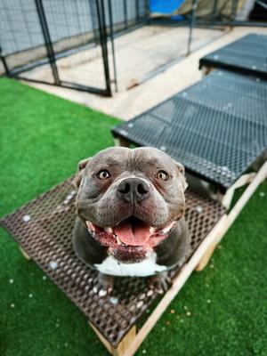 Cain, American Bulldog, adult, available for adoption