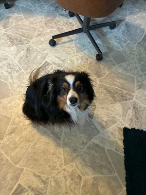 Bow, Australian Shepherd, adult, available for adoption
