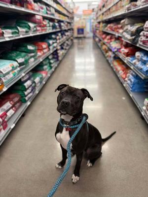 Flex, Pit Bull Terrier / Boxer, adult, available for adoption