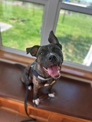 Timmy, Pit Bull Terrier / Boxer, young, available for adoption