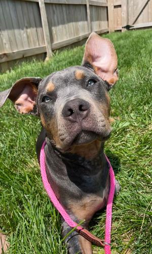 Kenny, Pit Bull Terrier, young, available for adoption