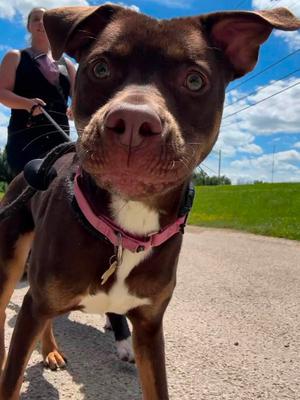 QP (Quarter Pounder), Pit Bull Terrier / Australian Shepherd, adult, available for adoption