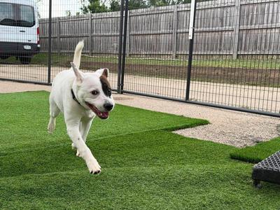 Dr. Seuss, Pit Bull Terrier / Labrador Retriever, young, available for adoption