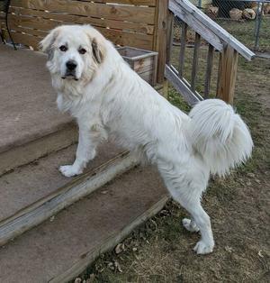 A white dog standing on a staircase with a tail that looks fluffy. The dog has a calm expression and is facing slightly towards the camera.