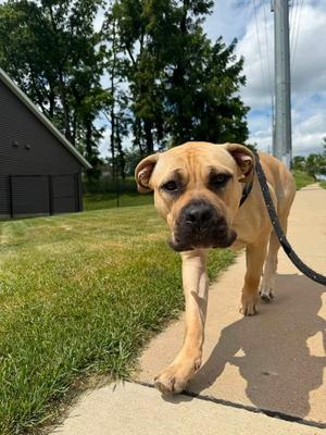 Ella Mae, Mastiff, adult, available for adoption