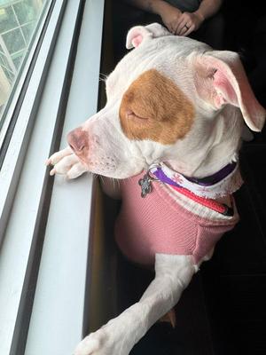 a dog looking out a window