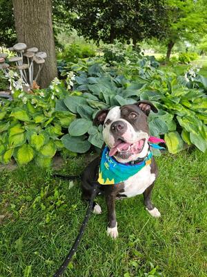 Chui, American Bulldog, adult, available for adoption