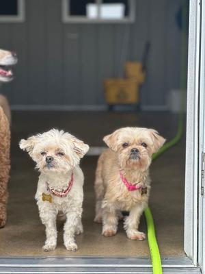 Sophie & Ashlynn, Shih Tzu, senior, available for adoption