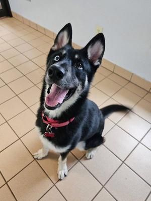 Sonic, Husky / Shepherd, adult, available for adoption