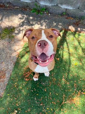 Trooper, Pit Bull Terrier, adult, available for adoption