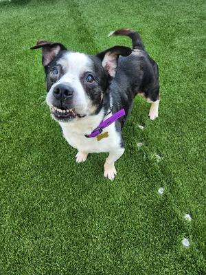 Charlie, Terrier / Beagle, senior, available for adoption