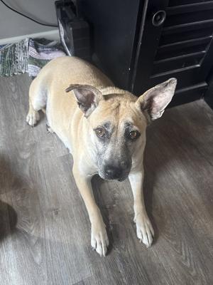 Lydia, Terrier, adult, available for adoption