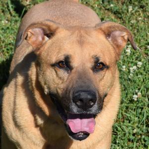 Domino, Retriever, Yellow Labrador, adult, available for adoption