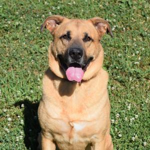 Domino, Retriever, Yellow Labrador, adult, available for adoption
