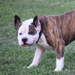 A brindle and white bulldog mix with cropped ears stands on a grassy lawn, looking towards the camera.