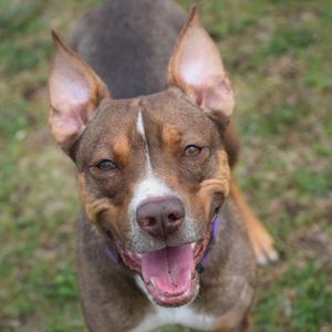 A close-up, high-angle shot of a brown and white pit bull dog with its mouth open and tongue hanging out, looking up at the camera.