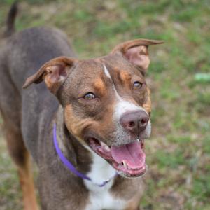 A brown and white dog with its mouth open and tongue out, wearing a purple collar.