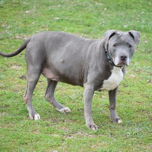 A grey pitbull dog standing on grass