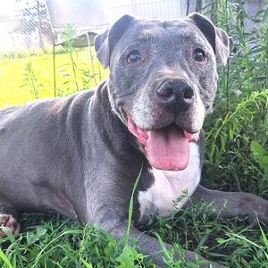 Wrigley, Terrier, Pit Bull, senior, available for adoption