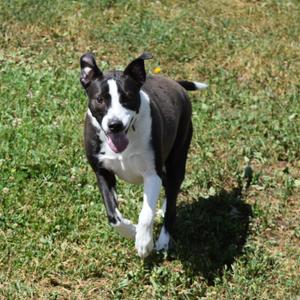 Sheila, Terrier, Pit Bull, adult, available for adoption