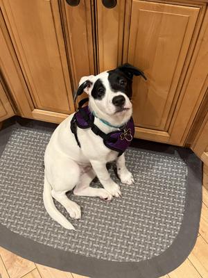 Lizzie - In Foster, Labrador Retriever, puppy, available for adoption