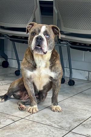 Milly, English Bulldog, young, available for adoption