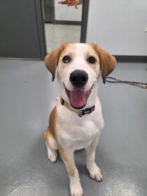 A happy brown and white dog sitting on a gray floor, wearing a black collar with a red tag. The dog has floppy ears and a wide smile, showing its tongue. The background includes a doorway and a leash on the floor.