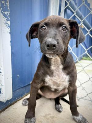 Inaya, Hound, puppy, available for adoption