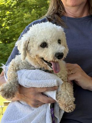 Suzie - In Foster, Bichon Frise, senior, available for adoption