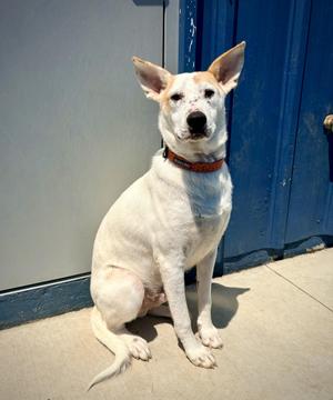 Sarge, Shepherd, young, available for adoption