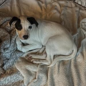 A white dog with black ears and a black nose is lying on a soft, textured blanket. The dog appears to be resting comfortably with its head slightly tilted and its front paws tucked under its body. The blanket has a mix of light and dark patterns, providing a cozy background.