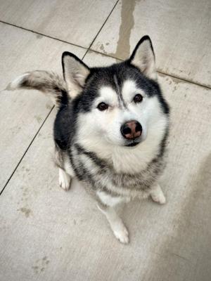 A close-up of a Siberian Husky dog looking up at the camera with its ears perked up, standing on a tiled floor.
