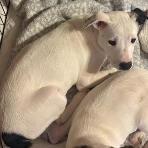 A white puppy with black markings on its ears and tail, lying on a blanket.