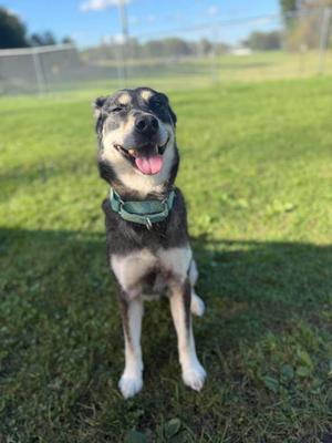 Stella Mae, Shepherd, young, available for adoption