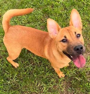 Tilly, Shar-Pei / Labrador Retriever, puppy, available for adoption