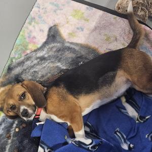 Mabel, Beagle, young, available for adoption