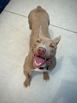 A tan pitbull-type dog looking up at the camera with its mouth open, appearing to smile.