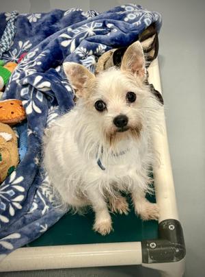 Pebbles, Chihuahua, adult, available for adoption