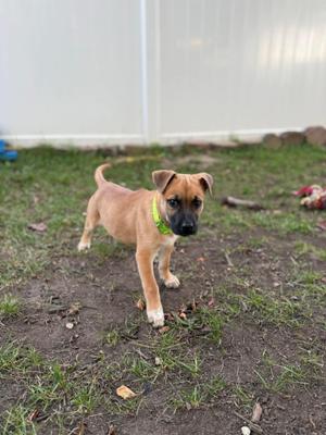 a brown and black puppy standing on a grassy patch with a white fence in the background