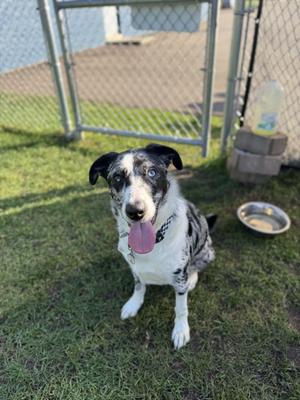 A black and white dog with blue eyes and a pink tongue sticking out, sitting on grass in a fenced area with a water bowl and a bottle in the background.