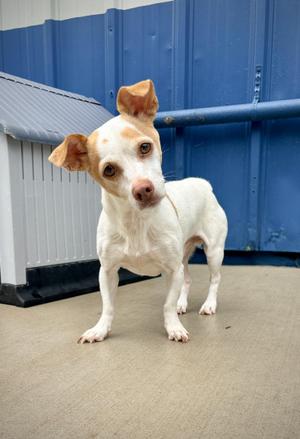 Gilly, Chihuahua, senior, available for adoption