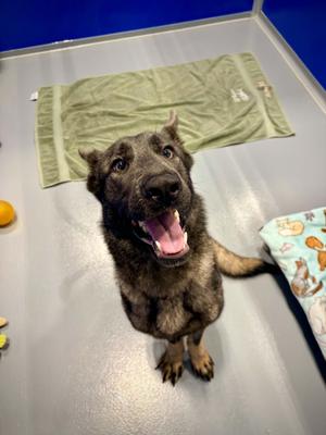 Edith, Shepherd, young, available for adoption