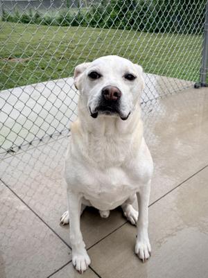 A white dog sitting on a concrete surface in front of a chain-link fence.