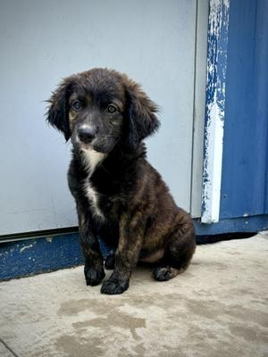 Nala Jr - In Foster, Hound, puppy, available for adoption