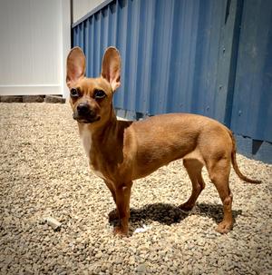 Dior, Chihuahua, young, available for adoption
