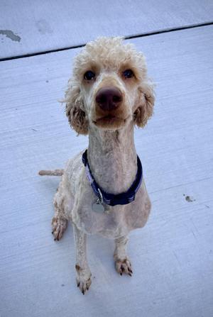 A light-colored poodle with a shaved body and curly head fur sits facing forward, wearing a dark blue collar.