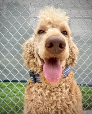 Luther, Standard Poodle, adult, available for adoption