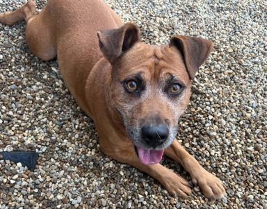 Hermin, Beagle, adult, available for adoption