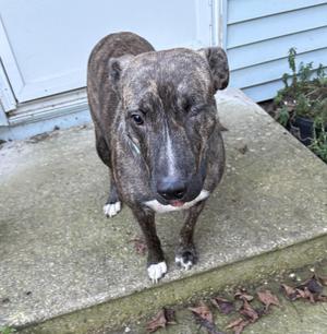 A brindle dog with white paws standing on a concrete step, looking directly at the camera.